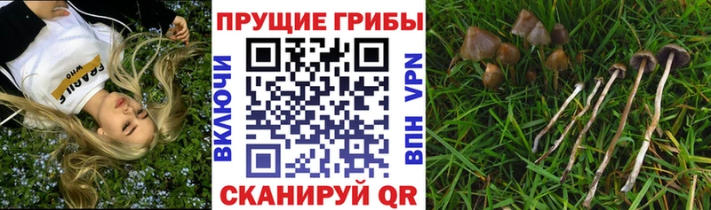 Псилоцибиновые грибы мухоморы  Циолковский 